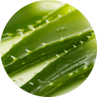 Aloe vera icon